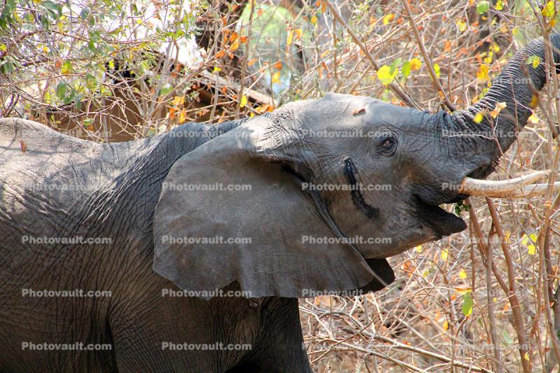 African bush elephant (Loxodonta africana), Katavi National Park, baby, Ivory Tusks