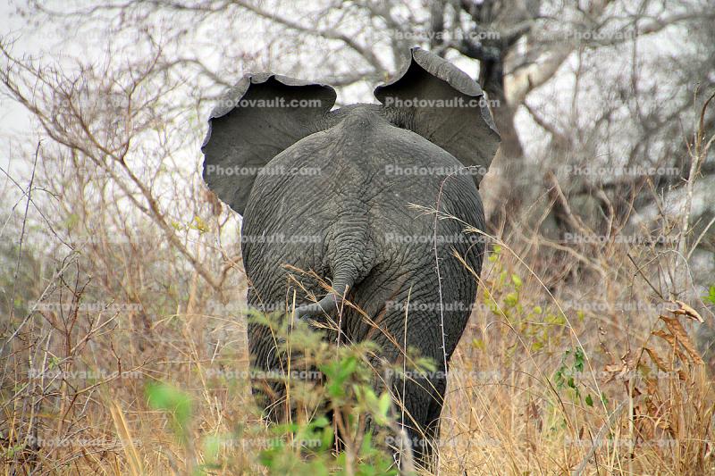 African bush elephant (Loxodonta africana), Katavi National Park
