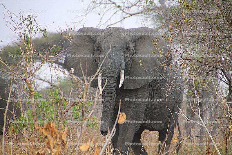 African bush elephant face, ivory tusk, (Loxodonta africana), Katavi National Park, Tanzania