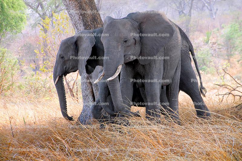 African bush elephant (Loxodonta africana), Katavi National Park, Tanzania, tusk, ivory