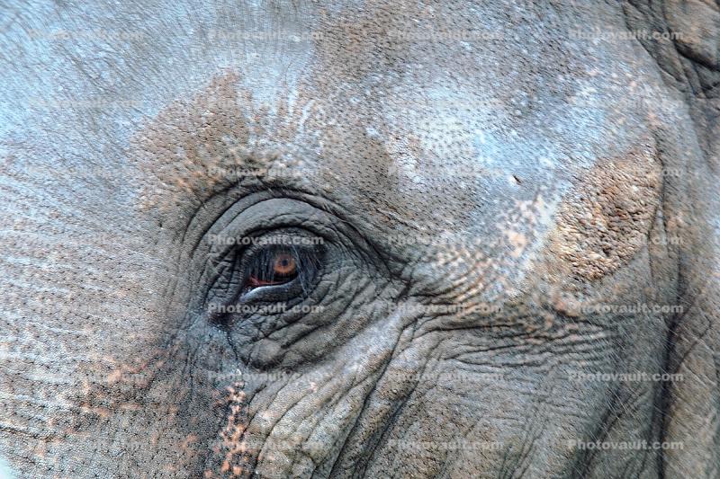 Elephant Stares with Eye