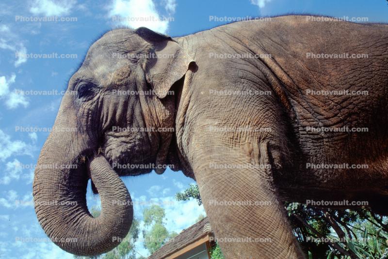 Elephant Feeding Self, curved trunk