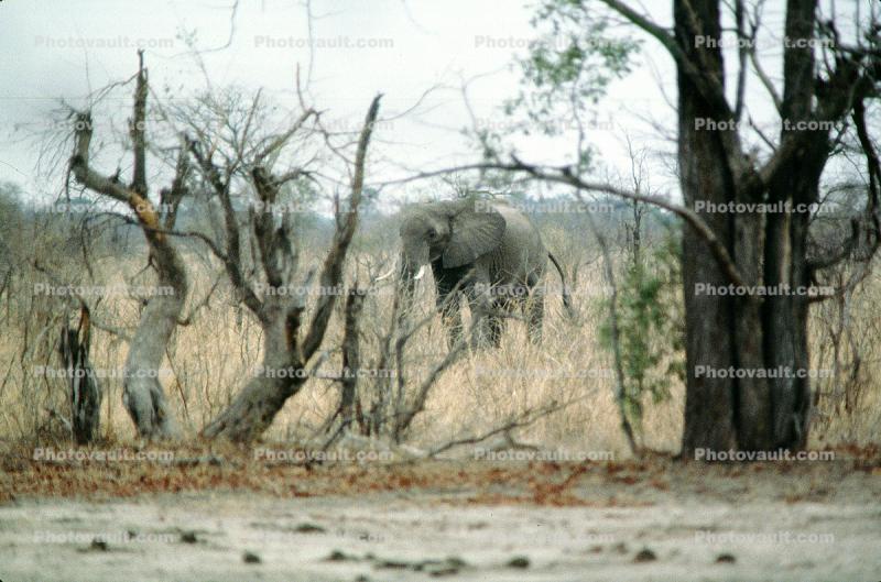 African Elephant, Zimbabwe