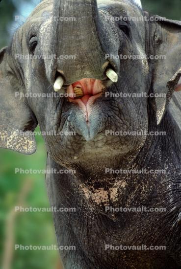 Open Mouth of an Asian Elephant, Teeth