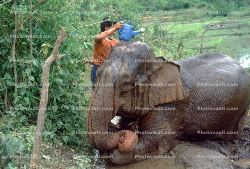 Asian Elephant, Sprinkler, Water, Washing