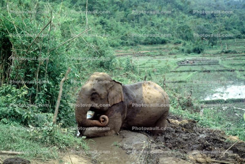 kneeling Asian Elephant, rice paddy, terrace, mud, dirt