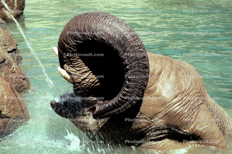 Round Trunk, Elephant in Water