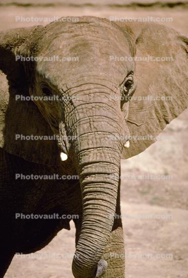 African Elephant Face, Trunk