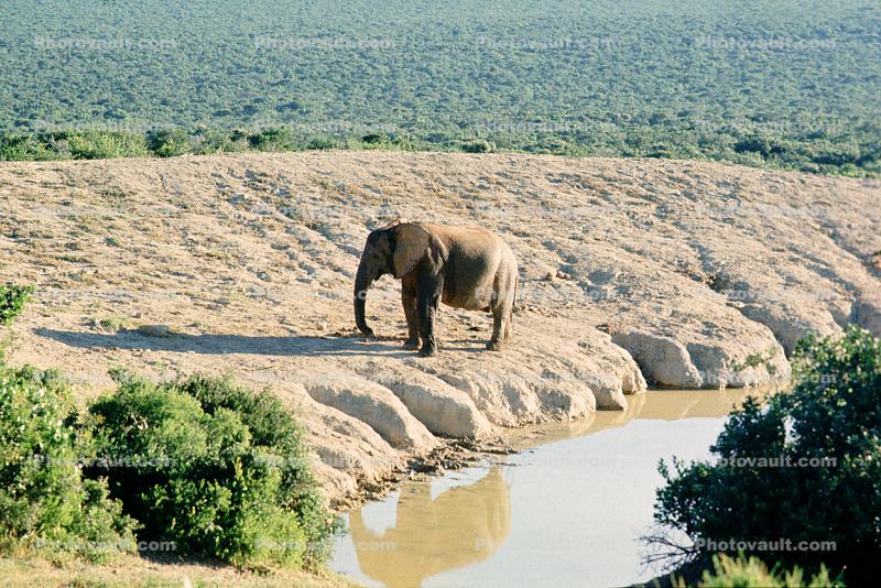 African Elephant, River, Water, South Africa