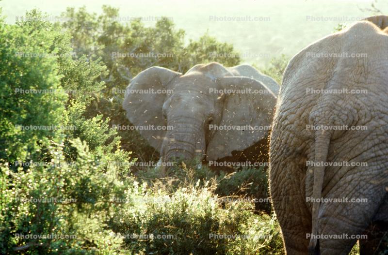African Elephants, South Africa