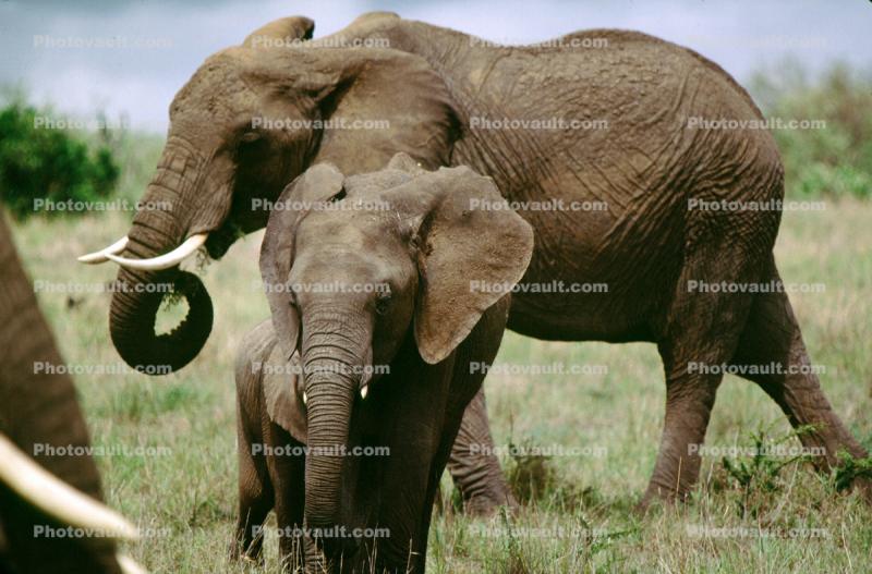 African Elephants, Mother, Baby, Trunk, Tusk, Ivory, Ears