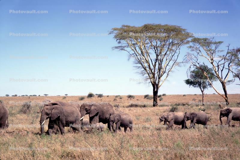 African Elephants, Serengeti Plain