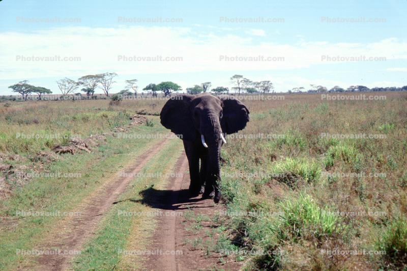African Elephant, Serengeti Plain