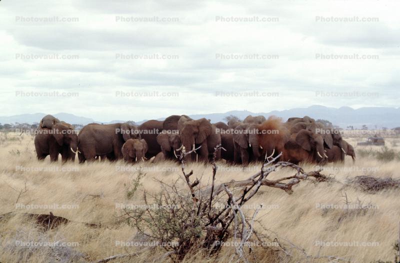 Herd of African Elephants