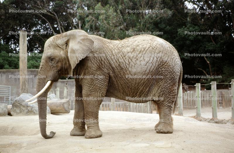 Asian Elephant, tusk, ivory