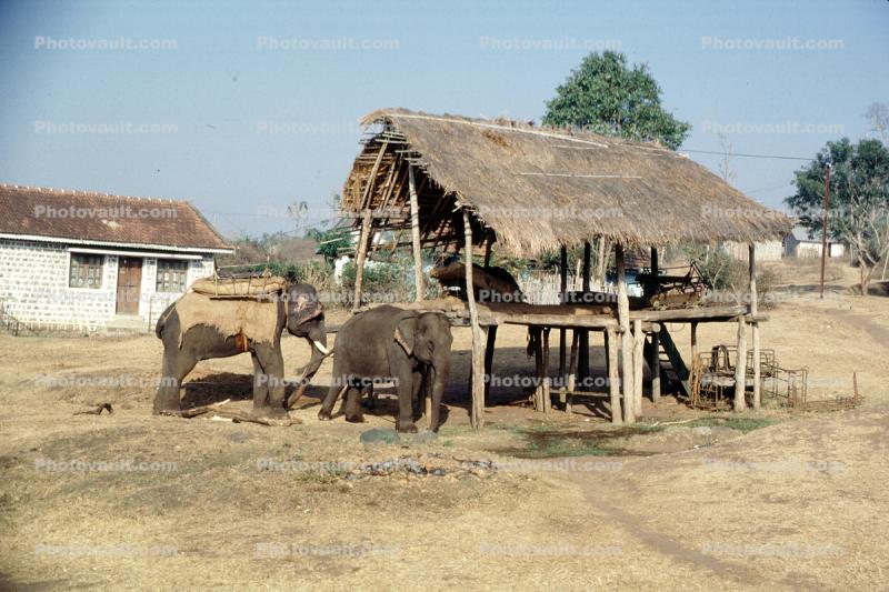 Feeding Station, Asian Elephant, Tamil, India