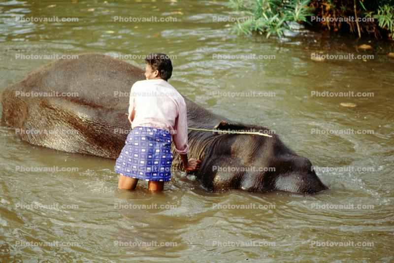 Man Washing his Asian Elephant, Tamil, India