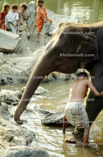 Boy Washing his Asian Elephant, Tamil, India