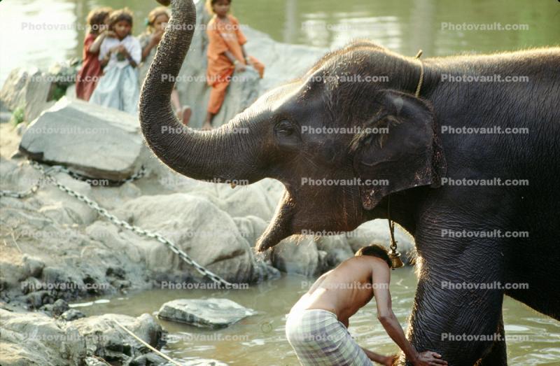 Boy Washing his Happy Asian Elephant, Tamil, India