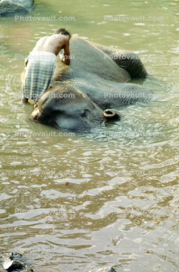 Boy Washing his Asian Elephant, Tamil, India