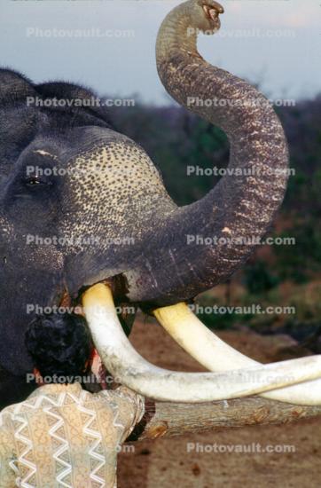 S-Curve Trunk, Asian Elephant, Tamil, India