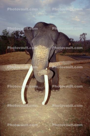 Asian Elephant, Tamil, India