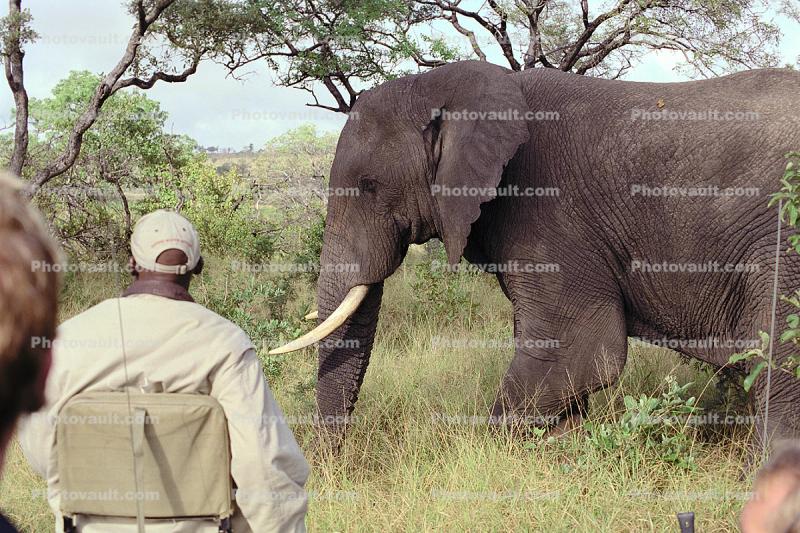 African Elephants, ecotourism, eco-tourism, eco tourism, tusk, ivory