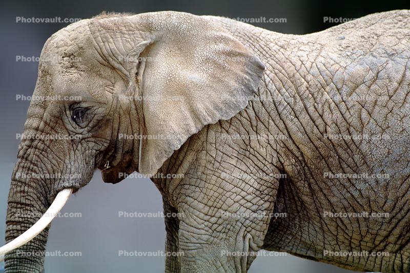 African Elephant, tusk, ivory