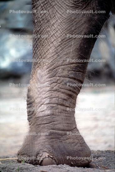 Foot, Leg, Skin Texture