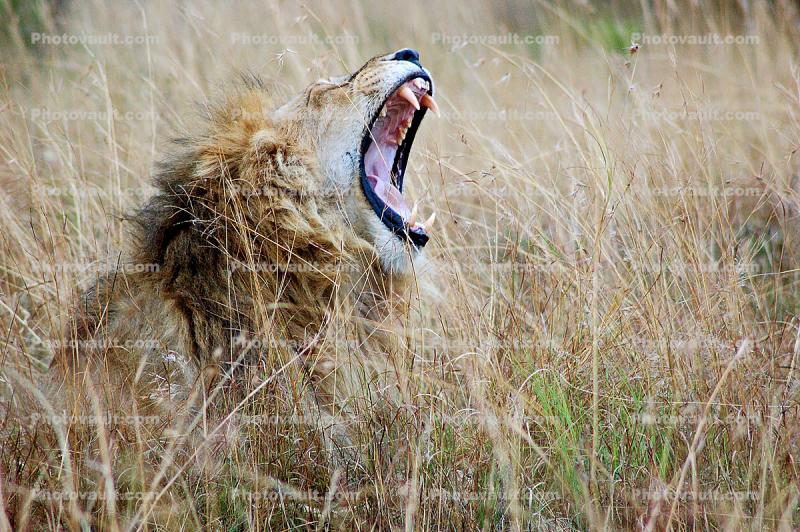 Roaring Lion, Male, Africa
