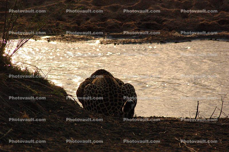 Leopard, Africa, Drinking Water