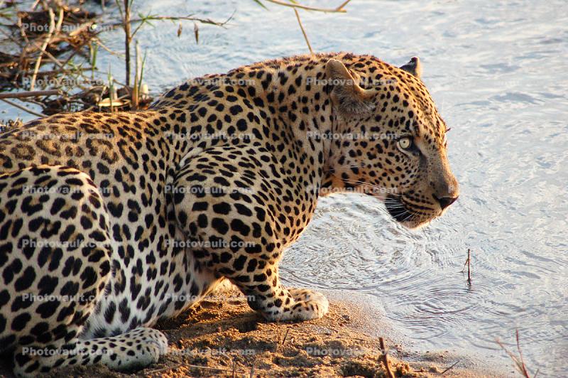 Drinking Water, Leopard, Africa