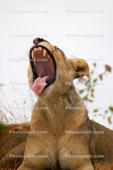Yawning Lion, Africa