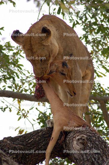 Lion, Africa, Eating Fresh Meat