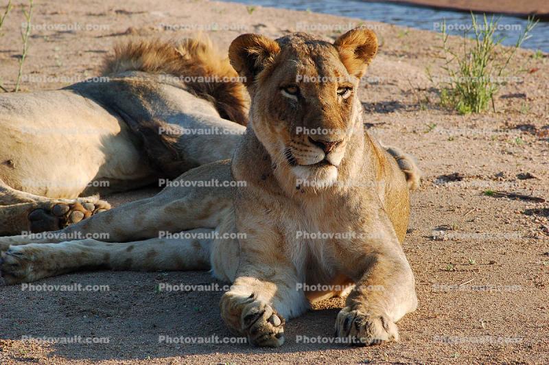 Lion, Africa