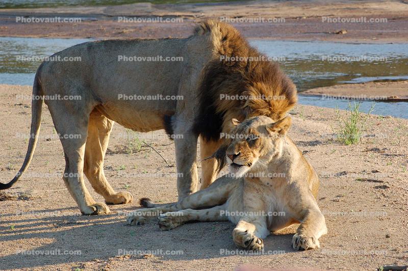 Mating Lions, Africa
