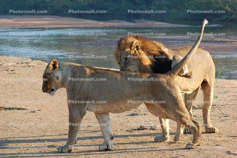 Mating Lions, Africa
