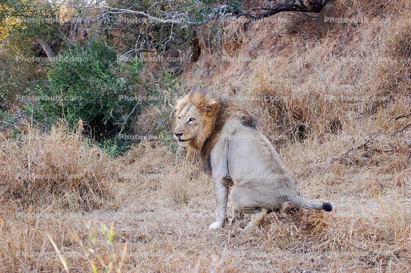 Lion, Male, Marking Territory, Africa
