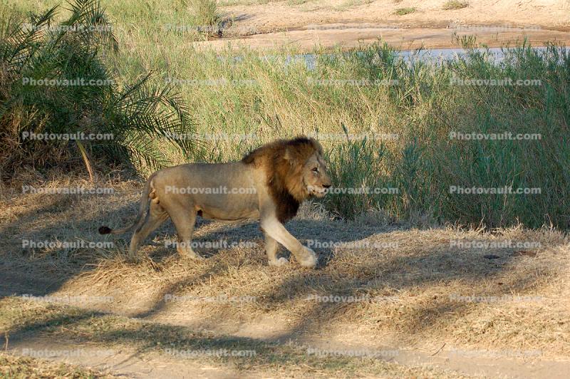 Lion, Male, Africa