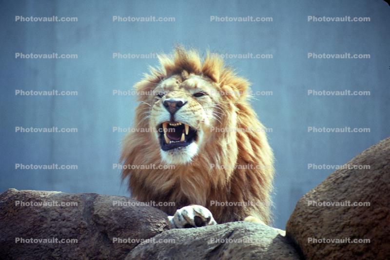 Roaring Male Lion