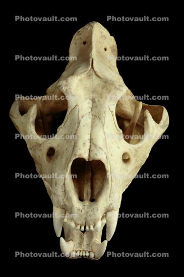 Lion Skull, Bones, Teeth, Nostril, Eye Sockets