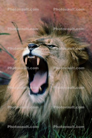 mane, roar, roaring, fear, Lion, male
