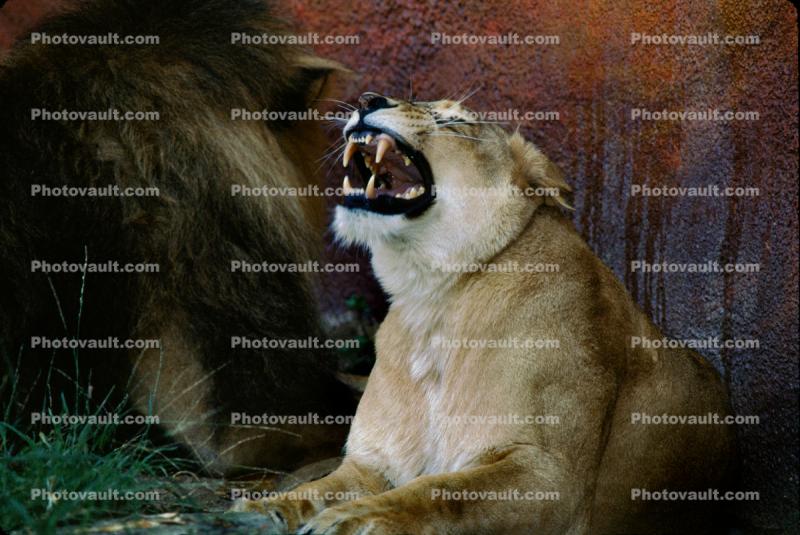 Lion, female, fangs, teeth, roar, roaring, snarl