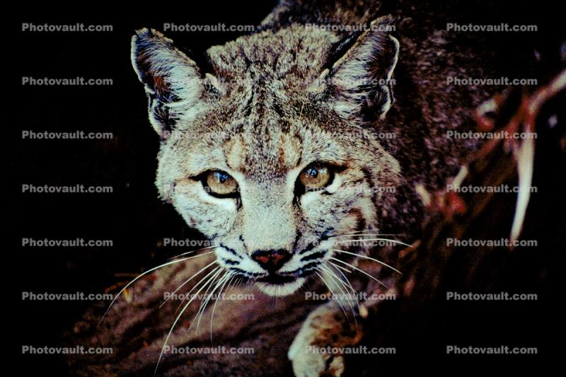 Bobcat, Lynxs