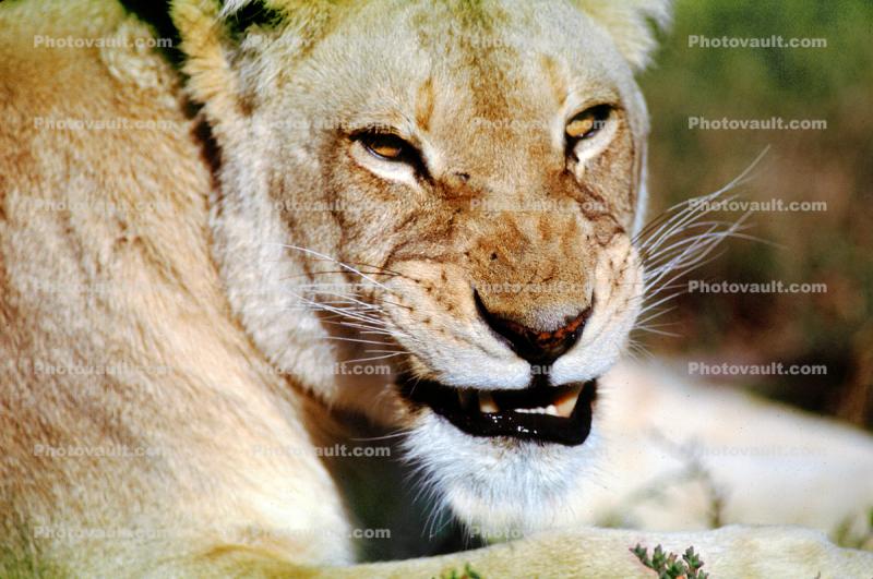 African Lion, (Panthera leo)