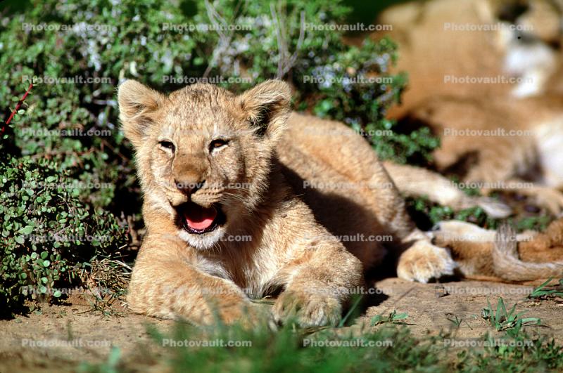 African Lion, (Panthera leo)