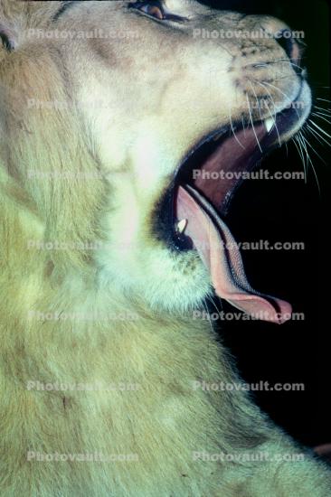 yawn, tongue, tired, lioness, Lion, female