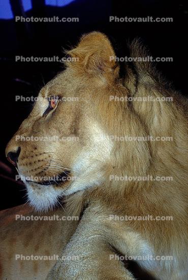 Lion, female