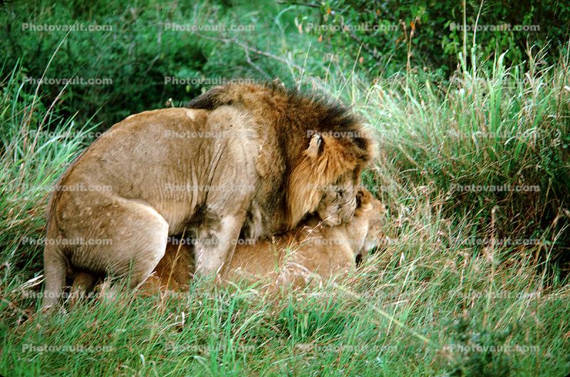 mating Lion, Africa