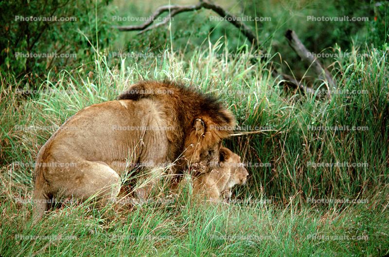 mating Lion, Africa